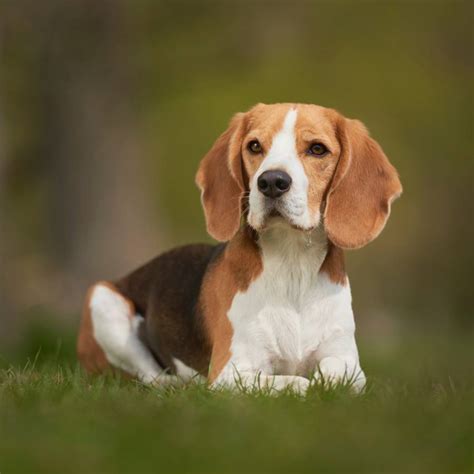 beagle .